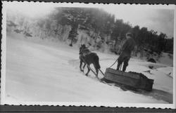 Møkkjøring på vinterføre på Fidjestøl, Øyslebø.