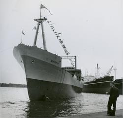 Lasteskipet M/S Brisèis, B/N 509 etter stabelavløpning på Ak