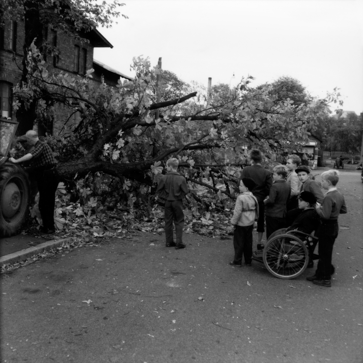 Trädfällning utanför de Röda Bostäderna vid Pilgatan i Jönköping. En man med traktor forslar bort en stor gren och några barn är åskådare, bland annat Bo Roman i rullstol. Pojken med keps är Rolf Hjertqvist.