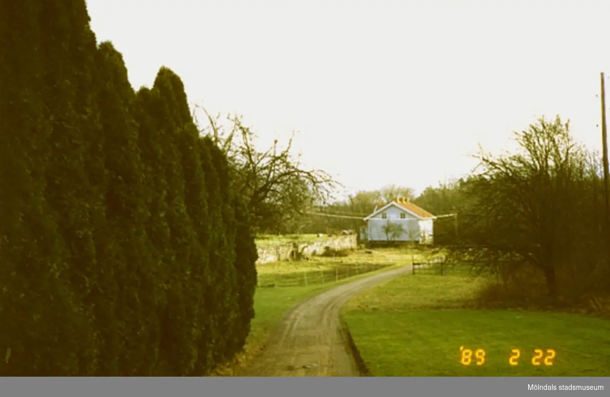 Till vänster ses thujor/cypresser vid en grusväg som leder till ett bostadshus.