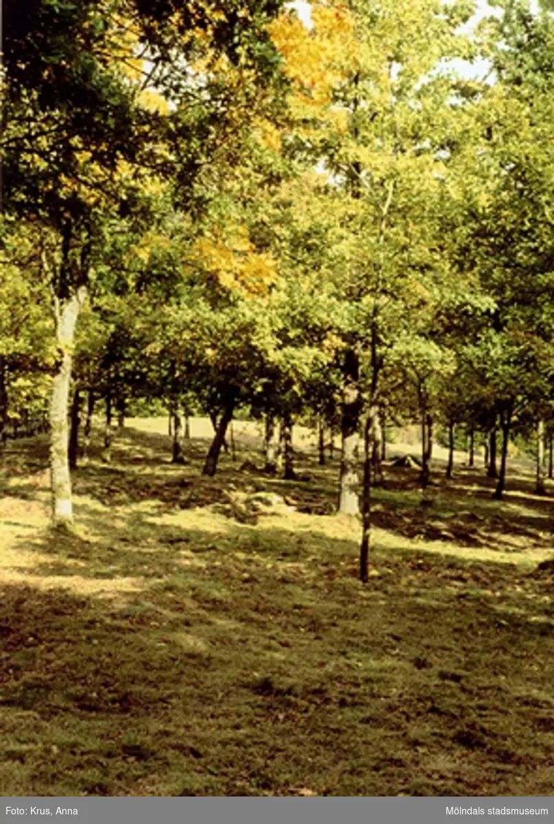En skog, som ligger i Fagered.