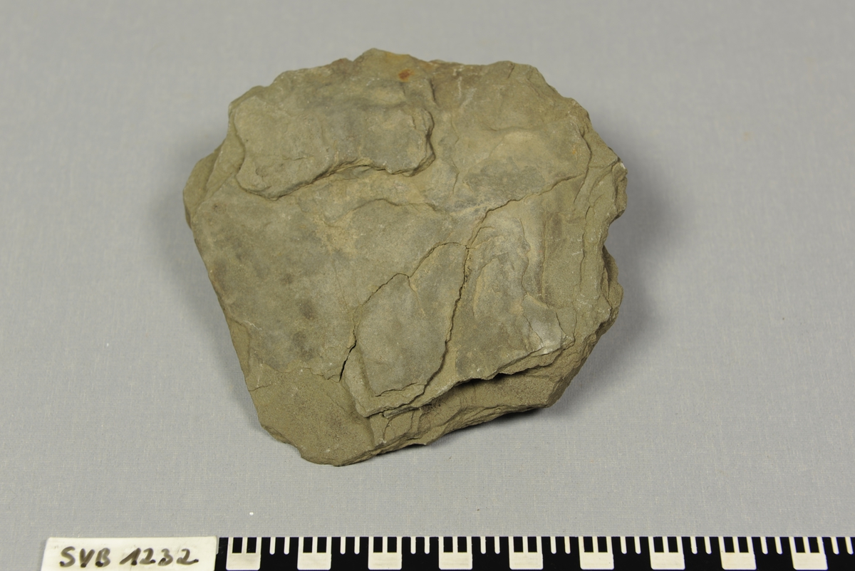 Steinplate med avtrykk av dyret sjøstjern.