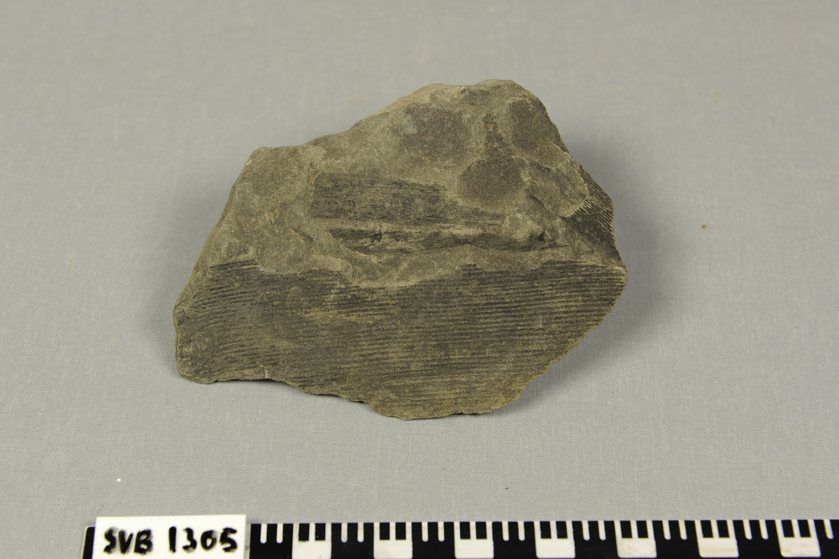 Steinplate med plantefossiler fra triastiden.
Merket med grønn lakk og bokstaver og tall på den ene siden.