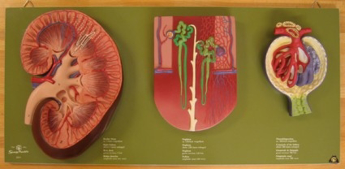 Modell av njure  och buksportskörtel igenom skärning  på grön botten. Text finns på plattan i vitt.