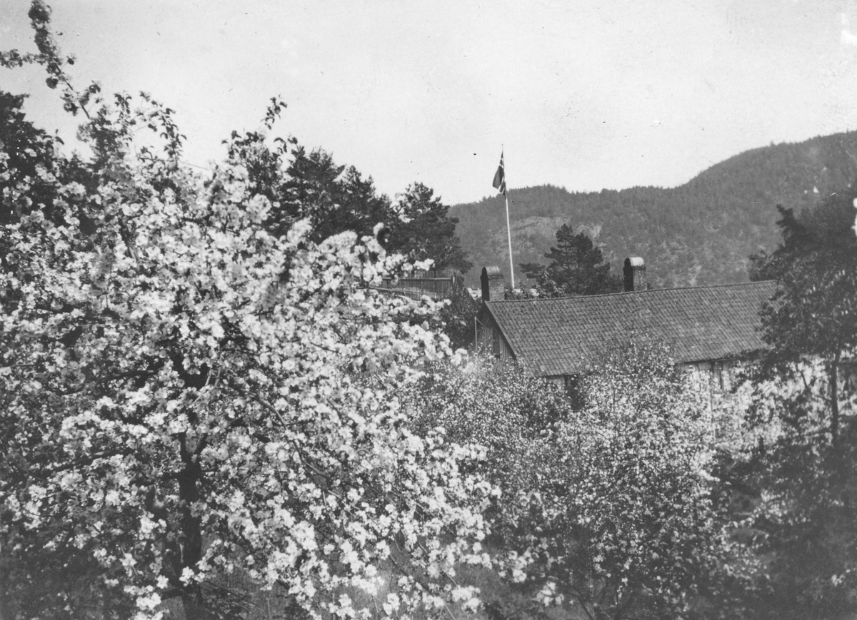 Fruktblomstring på Frøvik gård, ca. 1910.