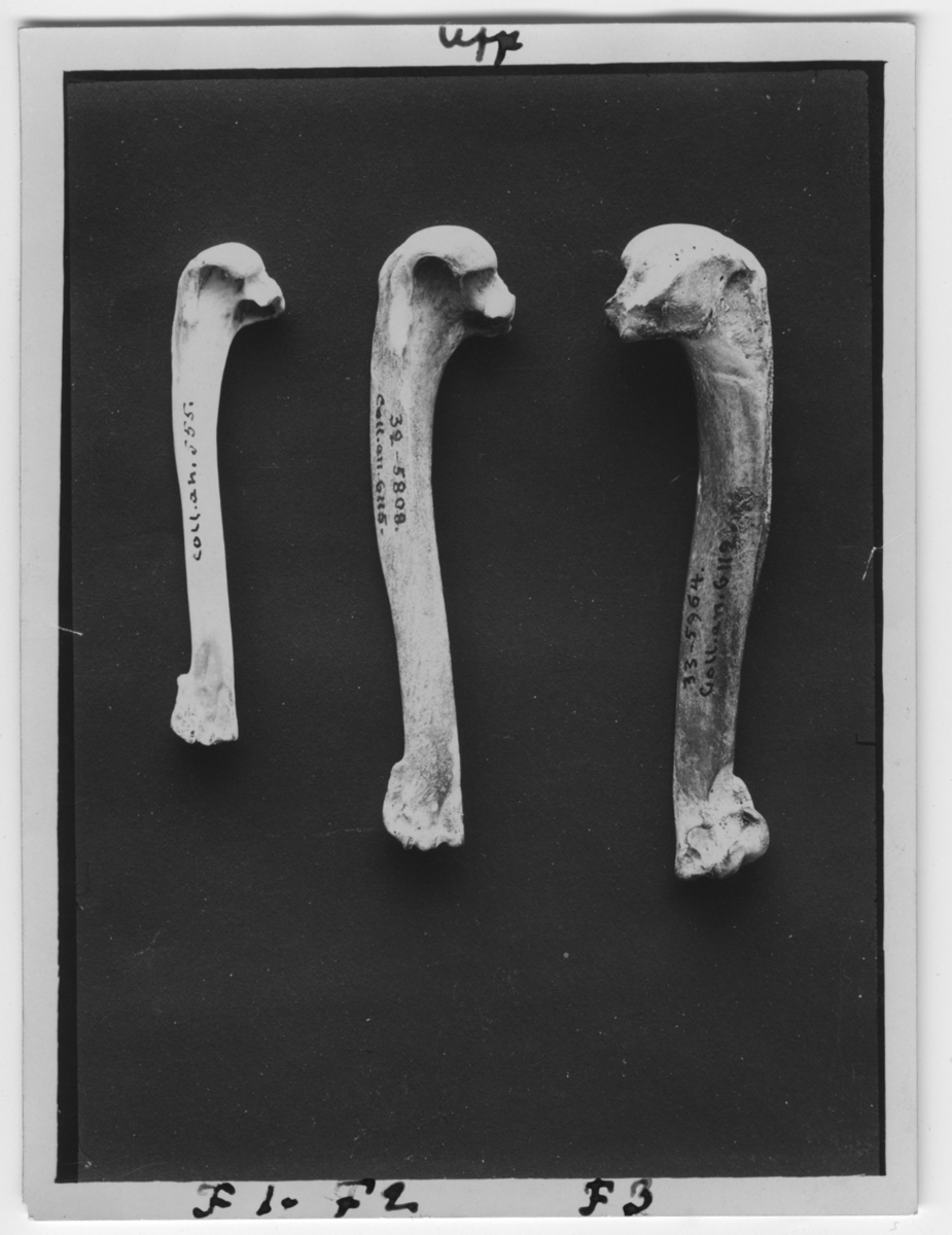'3 ben av Tordmule och 2 st ben av garfågel. Vänster humerus. Coll.an.555, Coll.an.6112, Coll.an.6115. :: 1932-5808. ::  ::  :: Ingår i serie med fotonr. 2984-3010, foton och teckningar på dront och garfågel bl.a.'