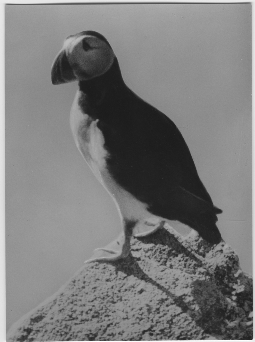 'Lunnefågel, närbild på en fågel. ::  :: Ingår i serie med fotonr. 3382-3407.'