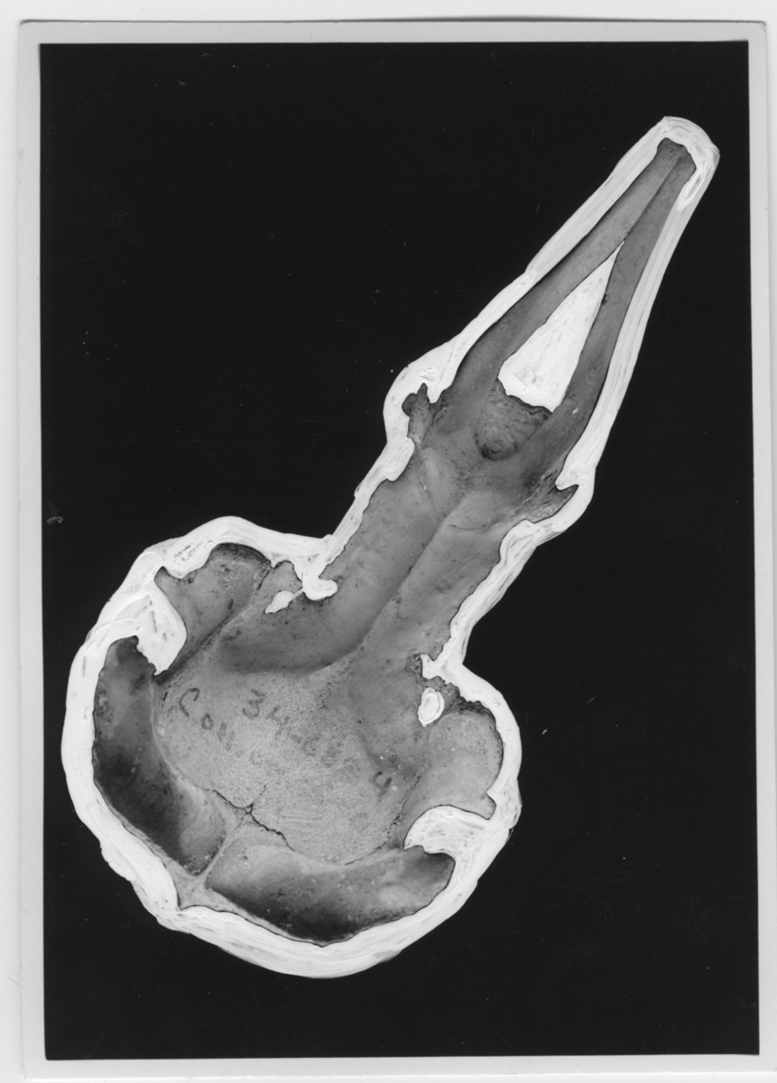 'Överskalle av garfågel. Fotot maskerat. ::  :: Bilden med i Göteborgs Naturhistoriska Museums Årstryck 1935 s. 8 ::  :: Se serie med fotonr. 3527-3536.'