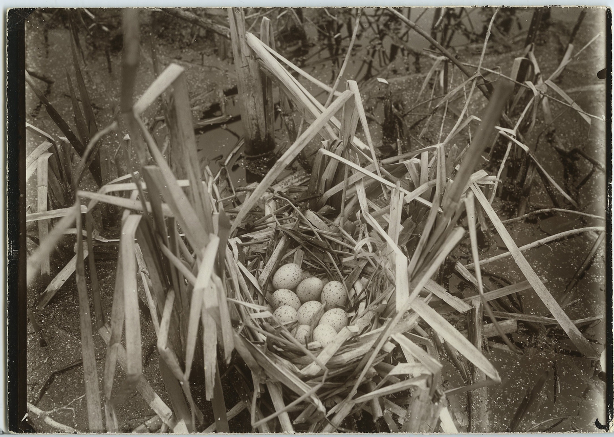 'Rörhöna, bo med 9 ägg. Närbild. ::  :: Se fotonr. 46-48.'