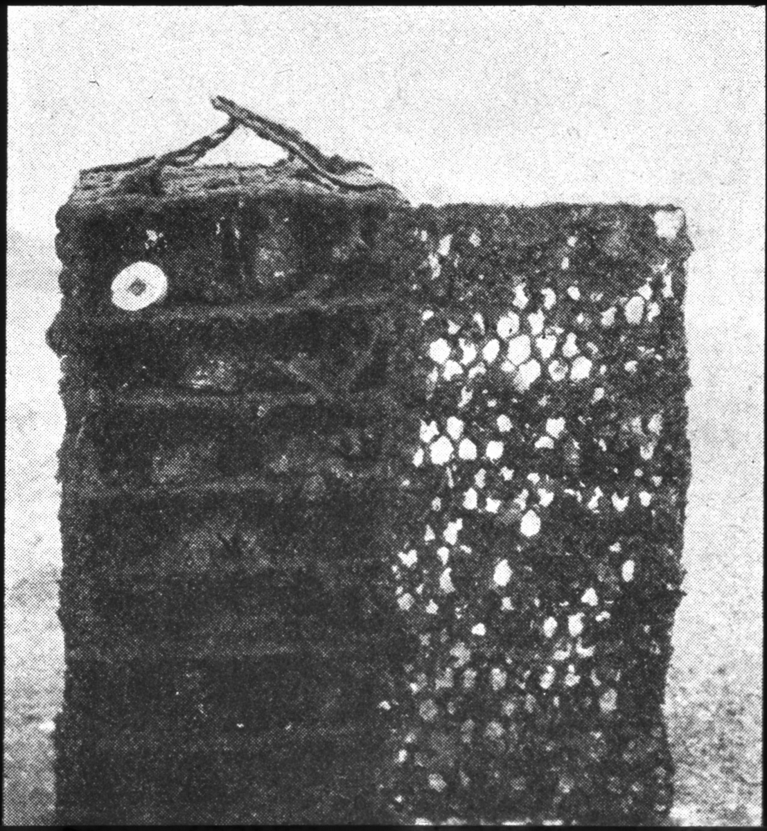'Bildtext: ''Kasse till förvaring av äkta pärlmusslor vid japanspärlans framställning.'' Närbild ::  :: Ingår i serie med fotonr. 5118:1-6.'
