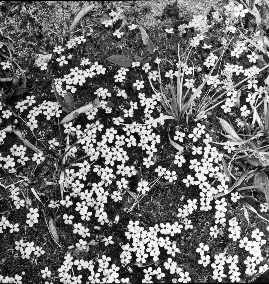'Bildtext: ''Silene acaulis.'' Närbild på blommande fjällglim med frökapslar synliga. ::  :: Denna bilden är lite beskuren vid inskanningen. Ingår i serie med fotonr. 5164:1-8 numrerade med bildnr 208-215.'