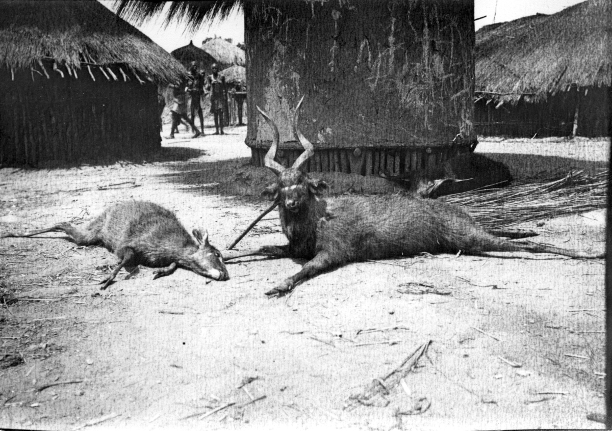 'Diverse fotografier från bl.a. dåvarande Nordrhodesia, nu Zambia, tagna av Konsul Magnus Leijer. ::  :: 2 djur framför ett flertal hyddor. I bakgrunden ärr människor synliga. Ett av djuren är fällt och ett är levande, med långa skruvade horn.'