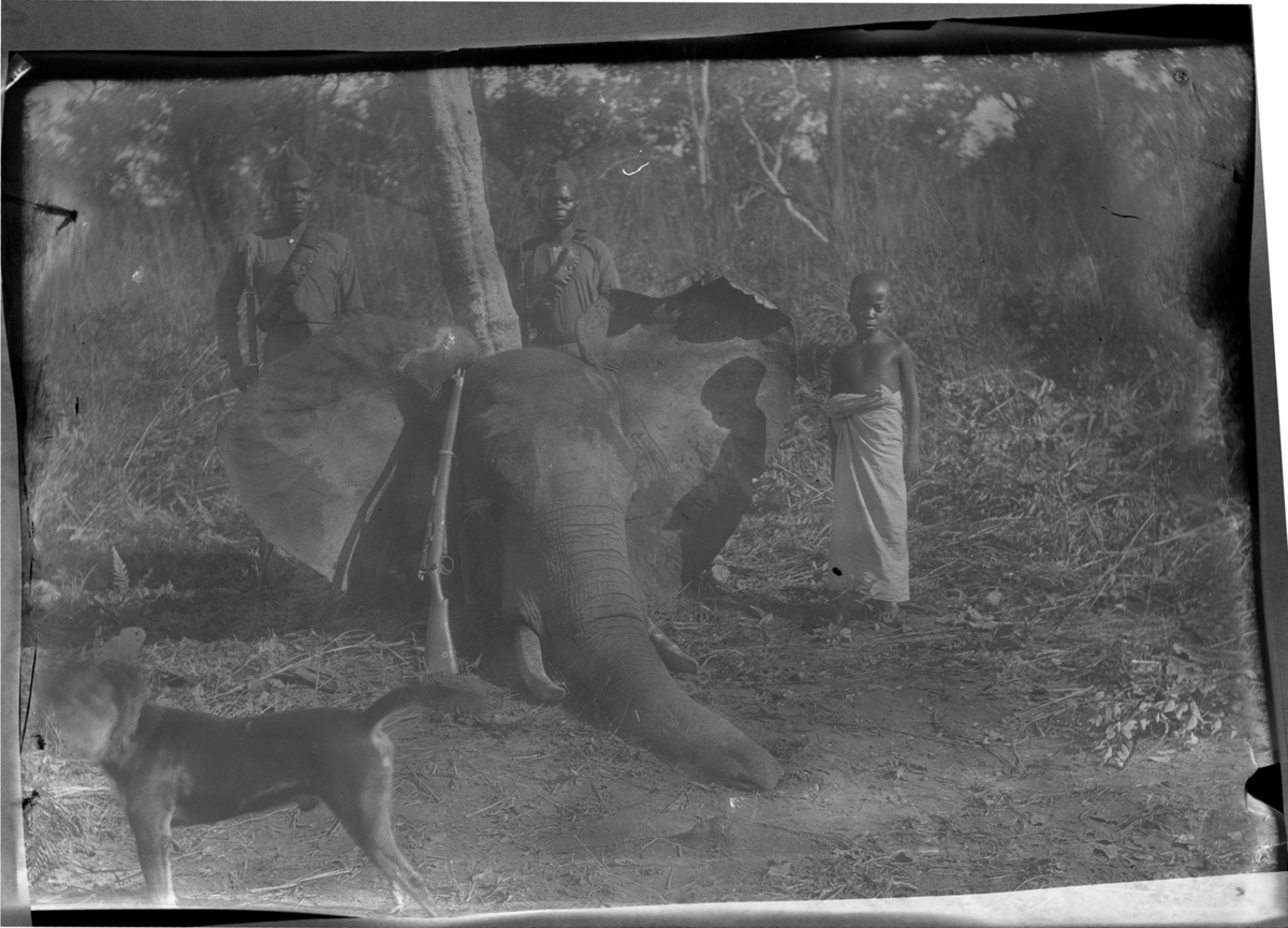 'Diverse fotografier från bl.a. dåvarande Nordrhodesia, nu Zambia, tagna av Konsul Magnus Leijer. ::  :: Fälld elefant fotograferad framifrån, 1 hund i förgrunden. 1 pojke bredvid elefanten och 1 gevär lutat mot elefantens huvud. Bakom kroppen står 2 män.'