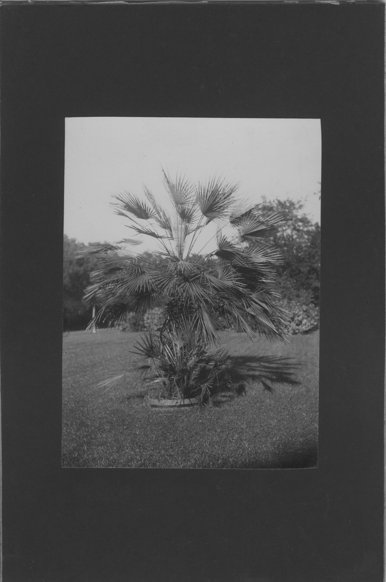 'Närbild på planterad palm på gräsmatta. ::  :: Ingår i serie med fotonr. 5288:1-30. Se även fotonr. 5269-5292 med bilder från Stuxbergs resa till Kaukasien.'