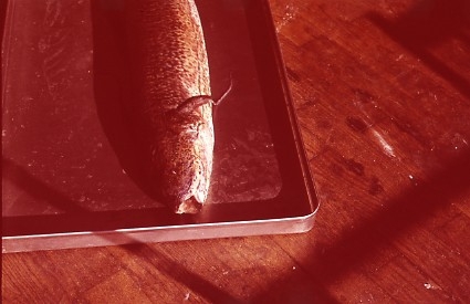 'Bilder en död lungfisk från akvariet. Avgjuten och placerad i basutställningen på Göteborgs Naturhistoriska museum, 1960. Avgjutningen gjord av Björn Wennerberg. ::  :: Fotograferad på en bricka på ett bord. Huvudet synligt, ej bakkroppen.'