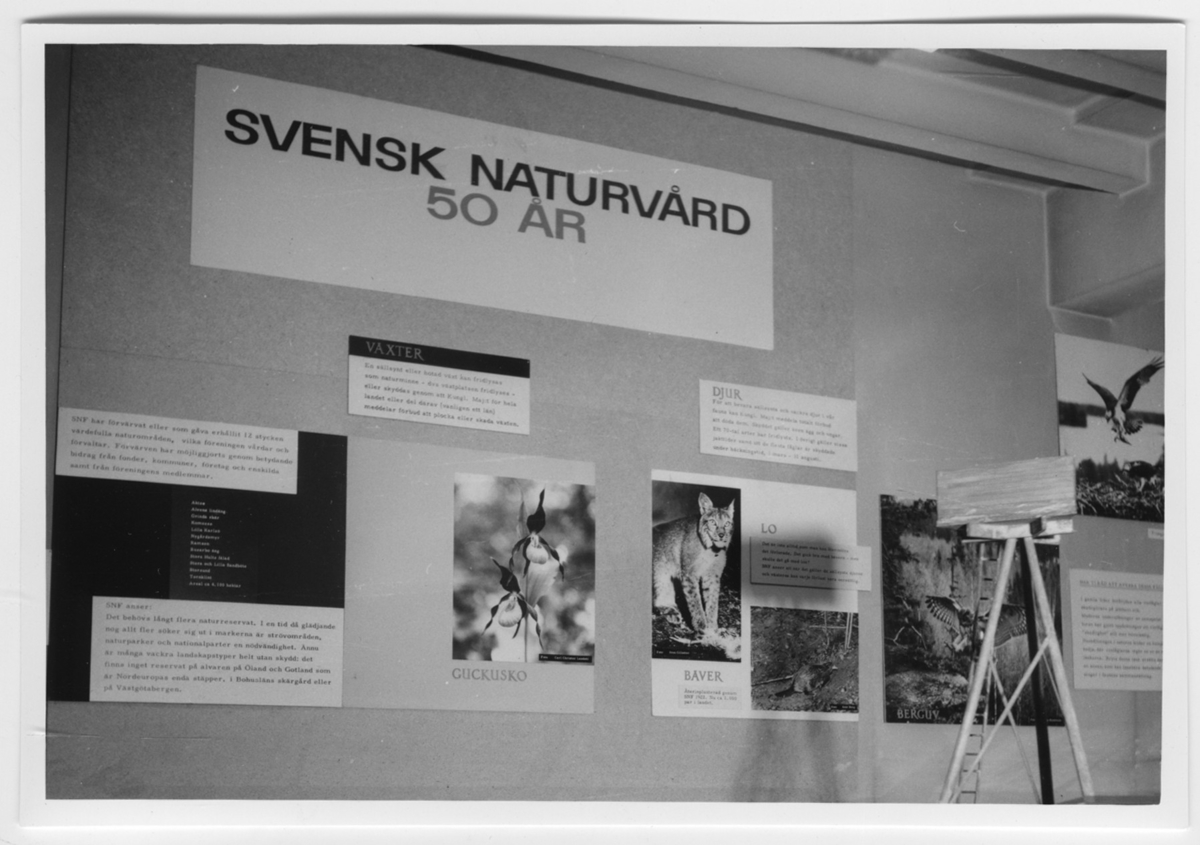 'Foto av utställning med titel ''Svensk naturvård 50 år''. Texter och bilder på bl.a. guckosko och lodjur. Text om Svenska Naturskyddsföreningen. ::  :: Ingår i serie med fotonr. 6983:1-22.'