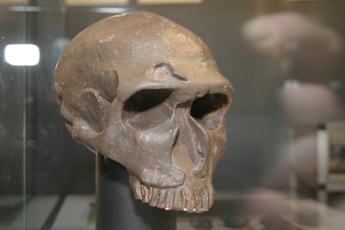 'Närbild på modell av kranium av neanderthalmänniska. ::  :: Ingår i serie med fotonr. 7000:1-7 med foton tagna på utställningen  ''Neanderthal-människan 150 år'' som stod på Göteborgs Naturhistoriska museum 15 november 2006 till 15 mars 2007.'