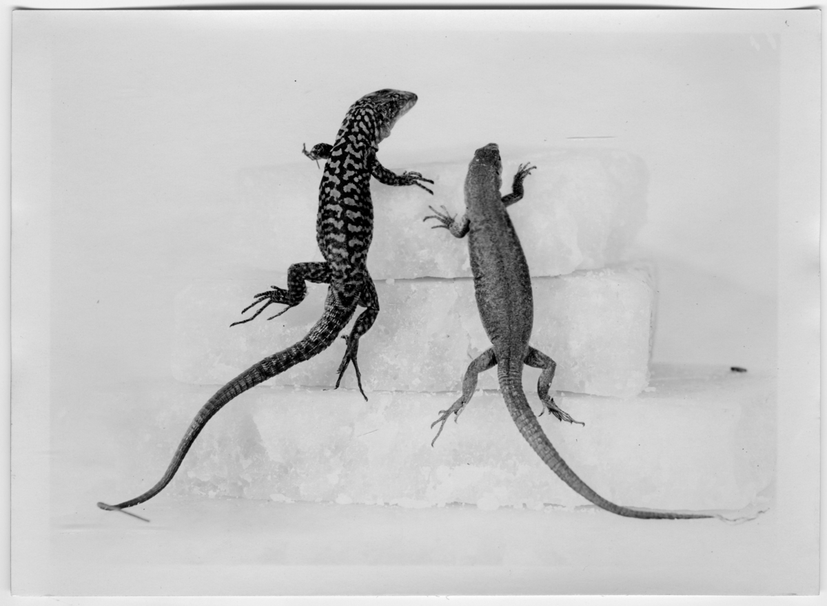 '2 ödlor, hane och hona. ::  :: Ingår i serie med fotonr. 7015:1-91 med bilder av reptiler från Otto Cyréns samling.'