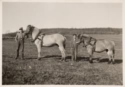 To unge menn med hver sin hest. Hestene har på seletøy. Stei