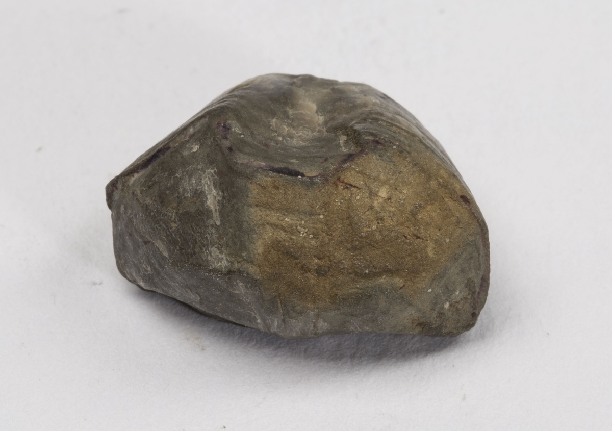 Fossil
OSTRACODE, SILUR