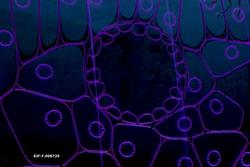 Glassflate som illustrerer bladets anatomi i utstillingen «D