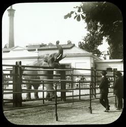 Østerrike: Elefanterne i dyrehaven. Wien