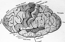 Dr. Magnus (Hjernen)