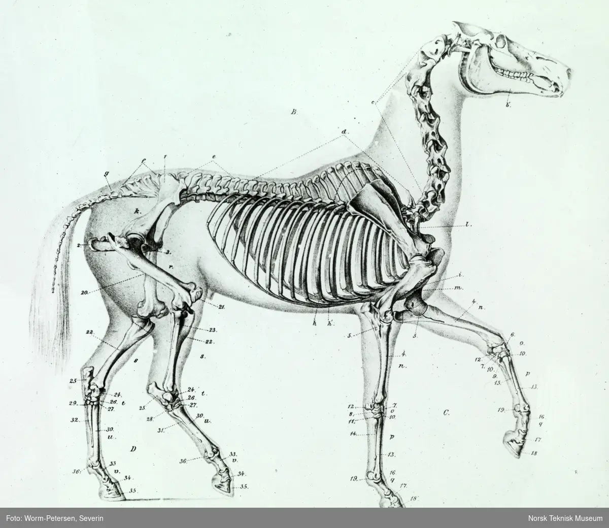Skjematisk tegning av hestens overflatiske muskler