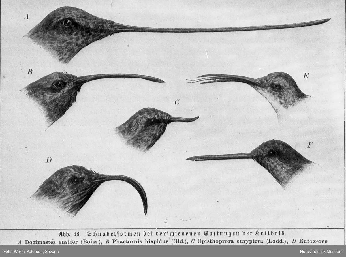 Kolibrier (fugler) med ulike nebb