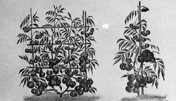 Amtsgartner Larsen. December 17.