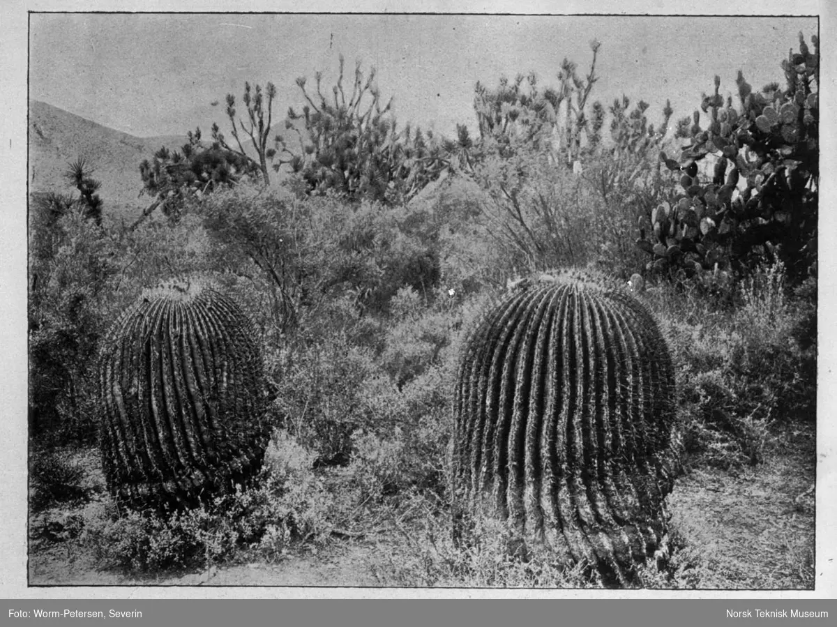 Planter og kaktus i Mexiko