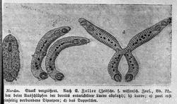 Larver, sterkt forstørret