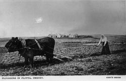 Pløying av jord, Orkenøyene