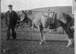 Hest til jordbruksarbeid, Orkenøyene