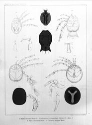 Plantens ernæring o.a. botan.