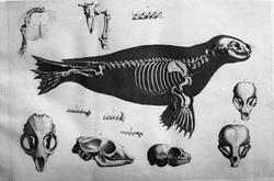 Anatomisk figur, skjelett av sel