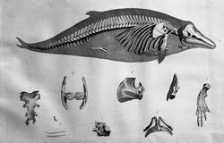 Anatomisk figur, skjelett av delfin