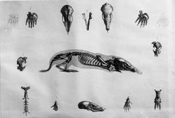 Anatomisk figur, skjelett av muldvarp