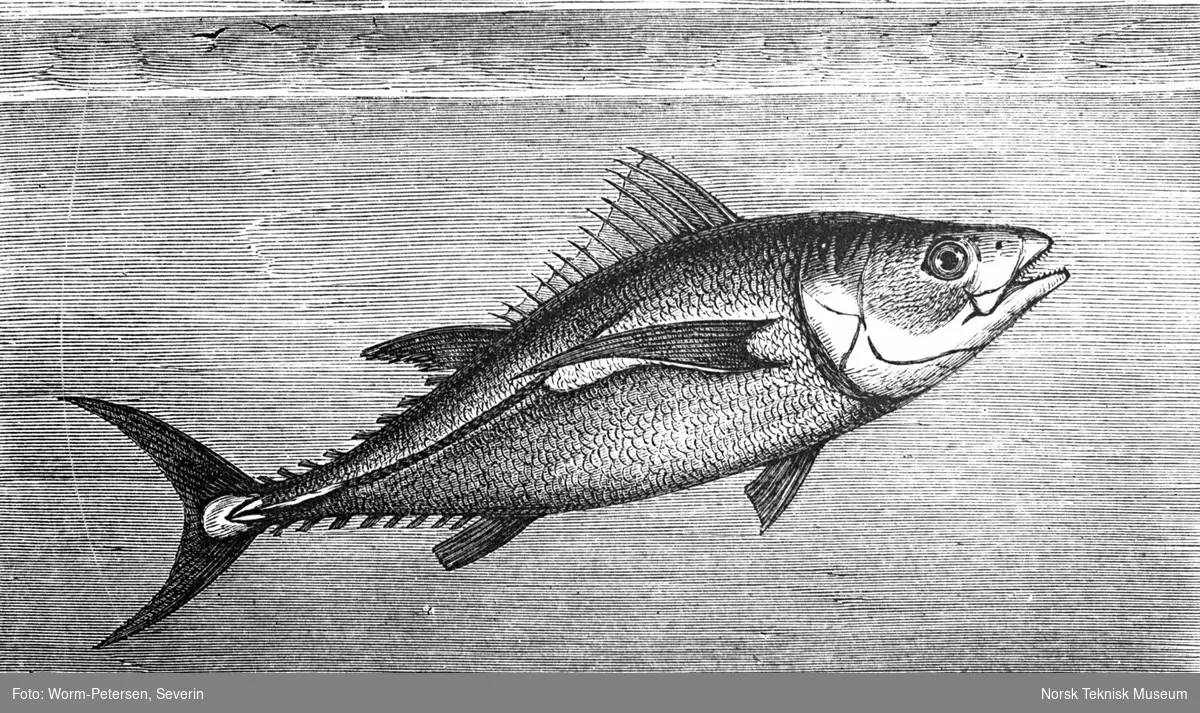 Tunfisk (Scomber thynnus)