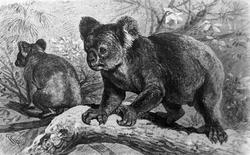 Koalabjørn og lemur-ape