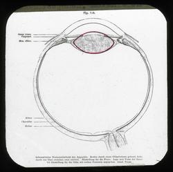 Anatomi; Øyet. Akkomodasjonen, mekanismen.