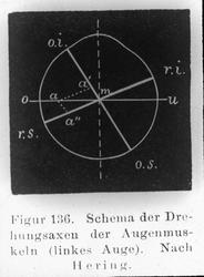 Anatomi; Øyevæskens omdreiningsakser.