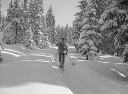 Skiløper. Vinterbilder fra Nordseter.