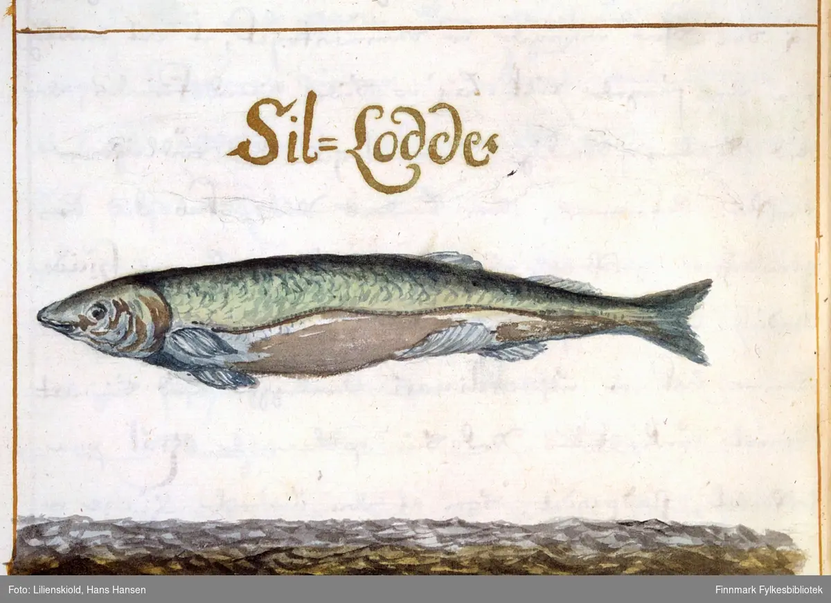 Sil-Lodde. Illustrasjon til beskrivelse av Lodde, Siel och Ancher-fisch. Antakelig en sil