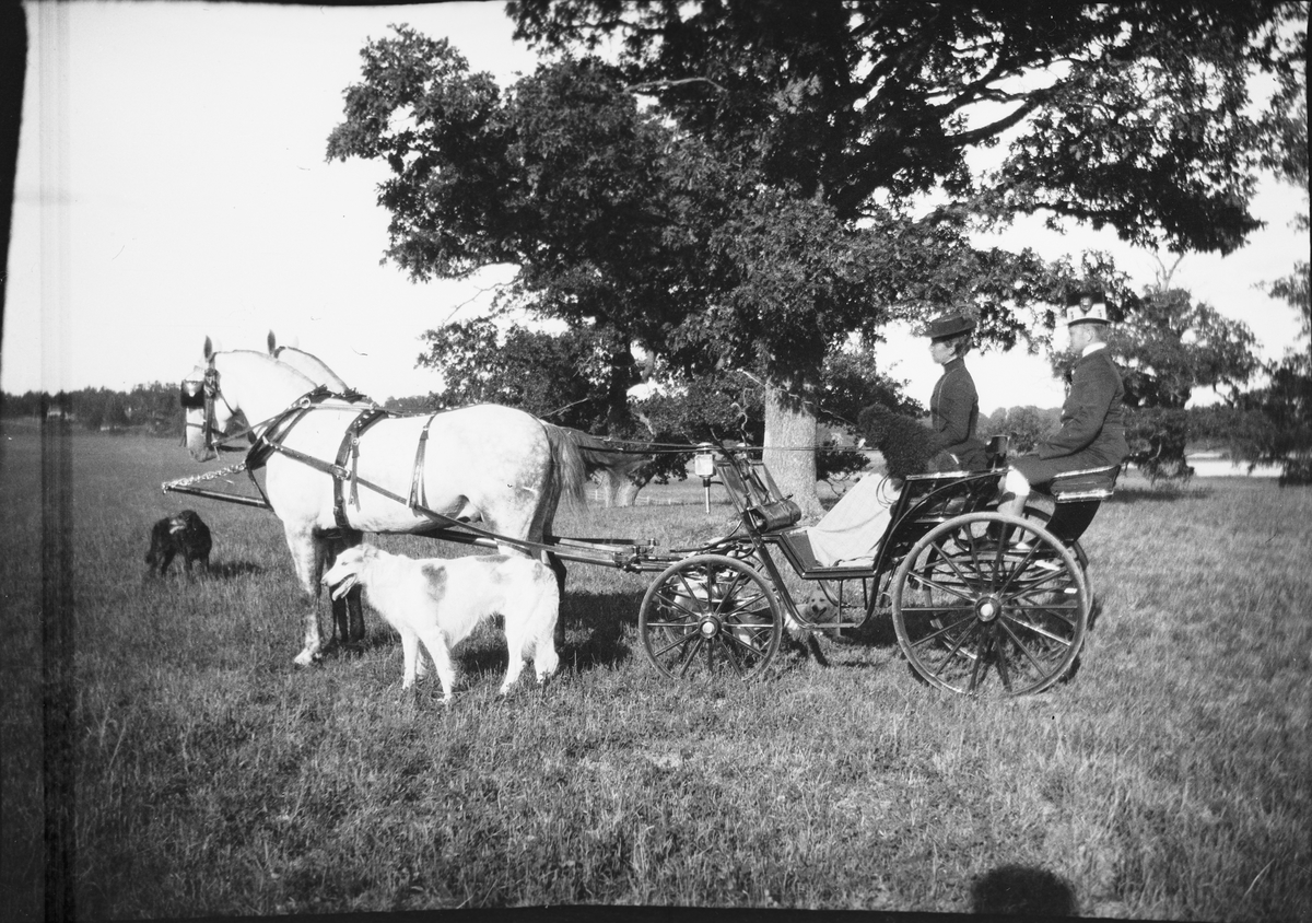 Drottning Victorias bilder.Drottning Victoria kör ett ekipage, häst och vagn. Troligen på Öland.