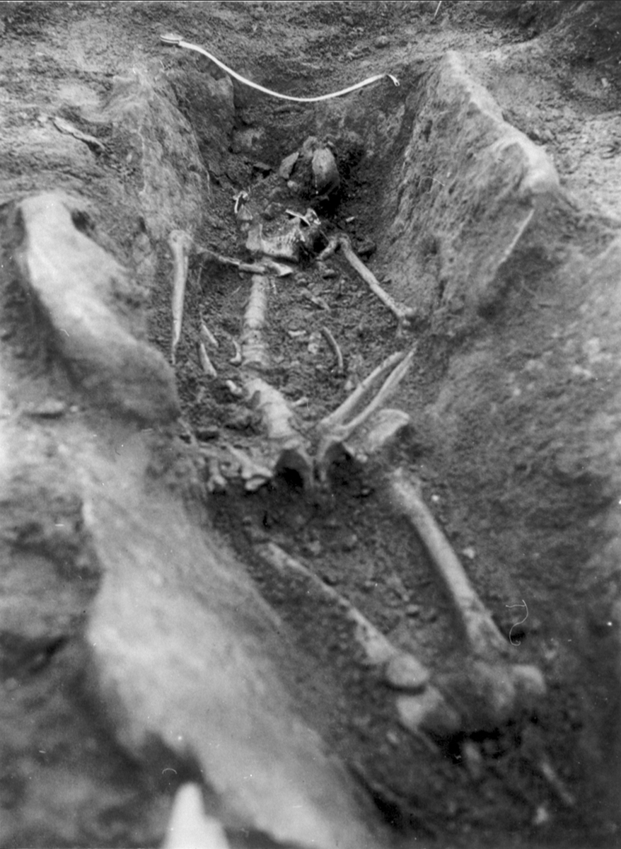 Klockaregården. Skelettgrav från 4-500 talet e. Kr. Graven sedd från söder. Benen framträder. Vid måttbandet en spjutspets av järn, ovan underbenet låg ett hundskelett. Järnåldersgrav, undersökt av A. Öman år 1925.