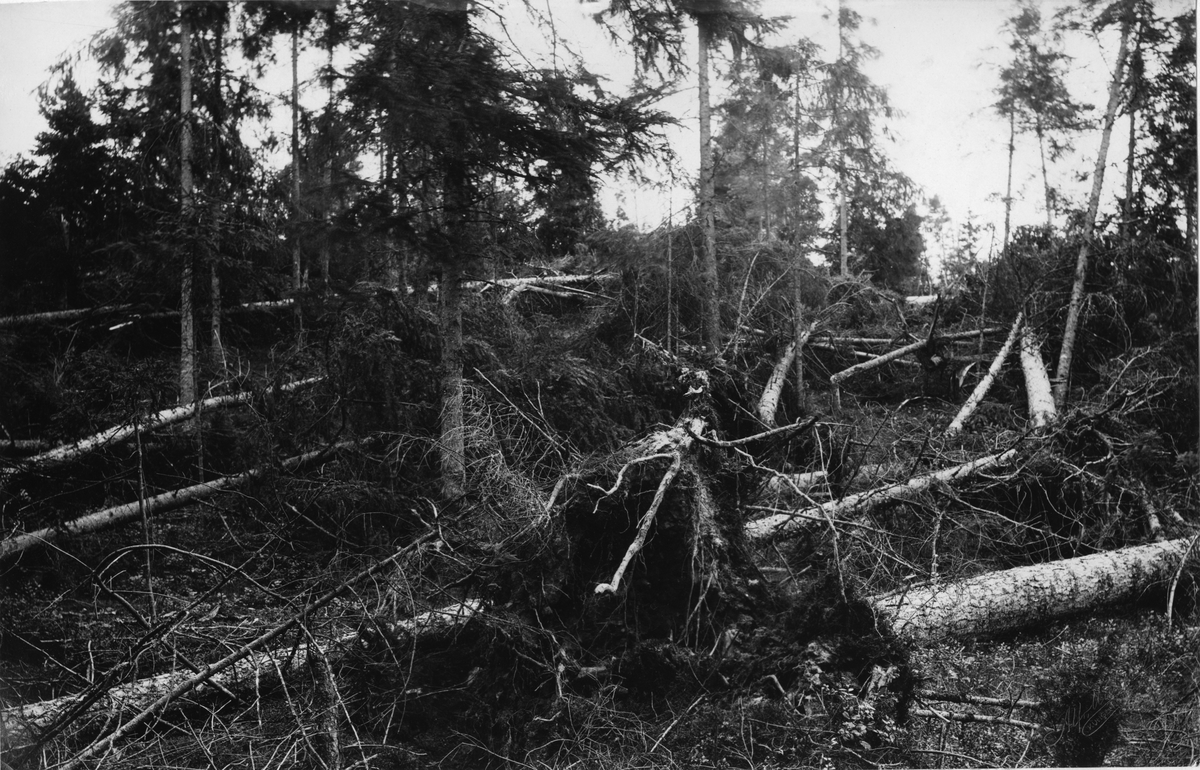 Skogstrakten vid Guldsmedshyttan, Lindesbergs landsförsamling, Västmanland, härjad av cyklon.
