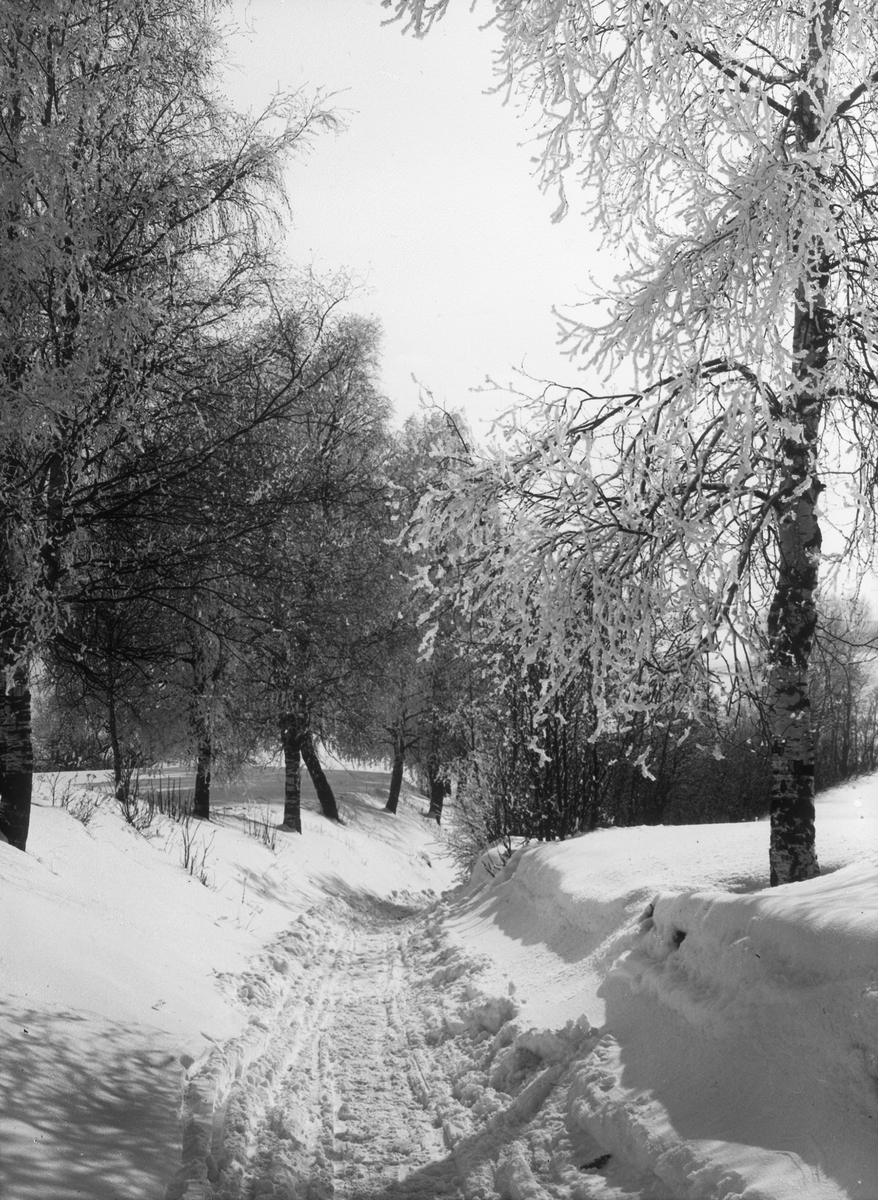 Diapostiv, fönsterbild med motiv från Hedemora, möjligen från Älvdalen. Snötäckt skogsstig.