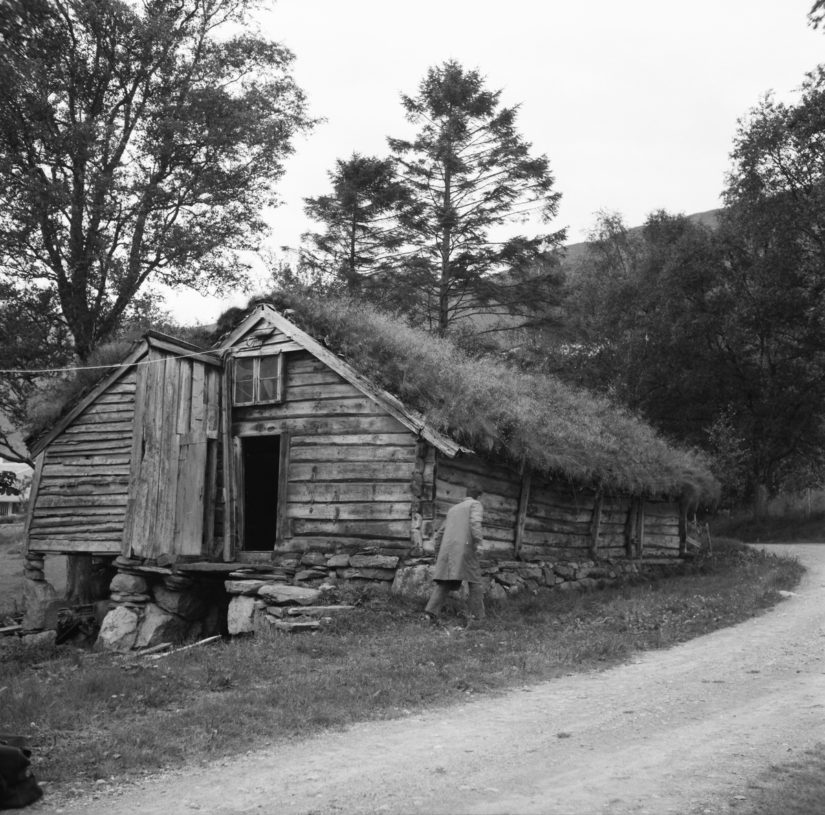 Kufjøset fra Fiskå før det ble flyttet til Sunnmøre Museum.