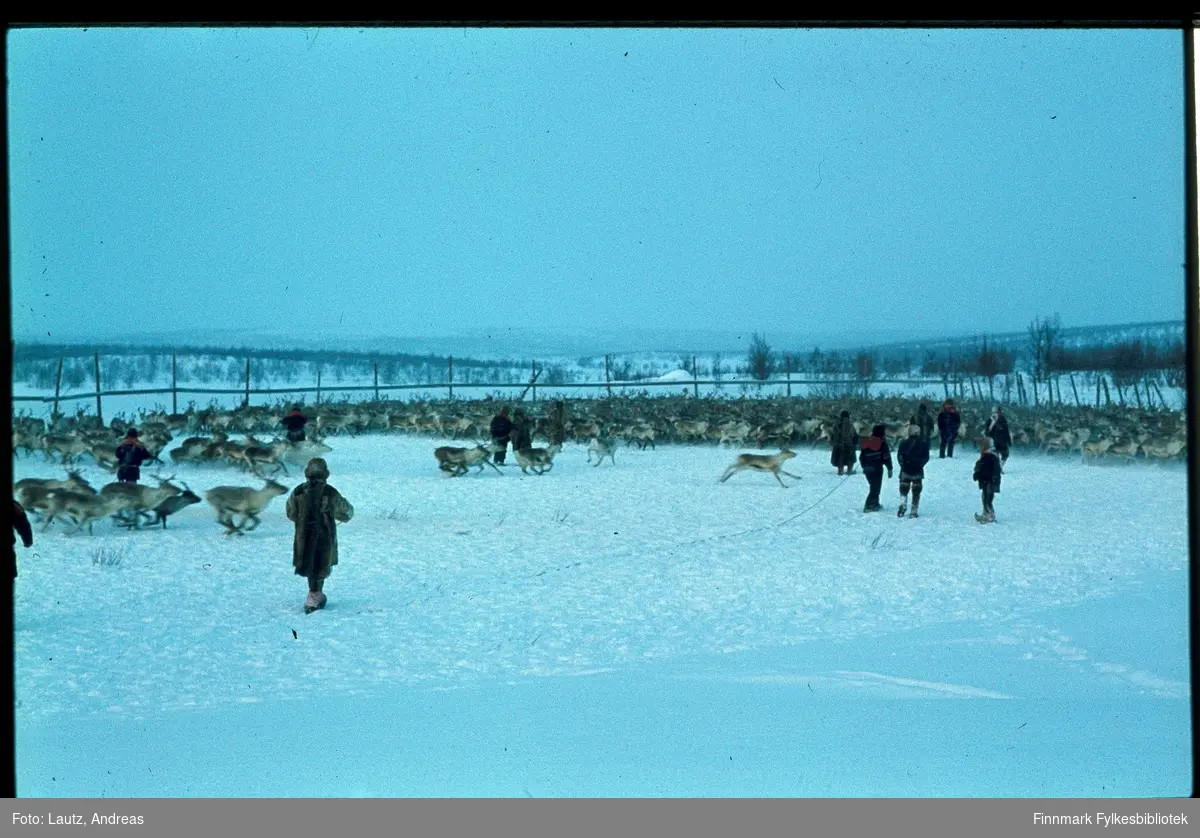Karasjok i 1973. Reinskillegjerde ovenfor Karasjok.